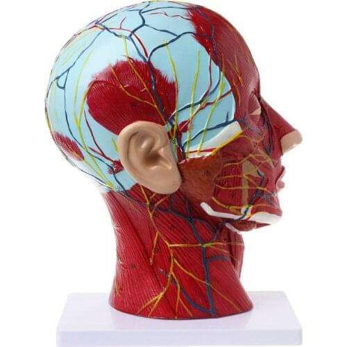 Sagittal Plane 1:1 Human Head Skeleton Neck Vessel nerve blood brain human Anatomical Half Head Face Anatomy anatomy model