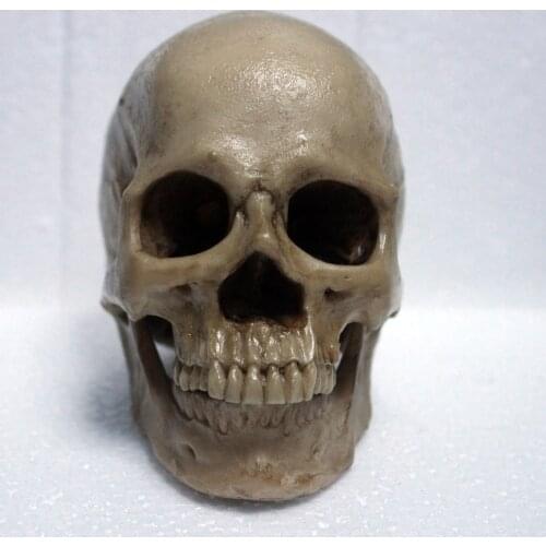 1:3 small size Painting high level resin material human skull anatomy art skeleton teaching model can Removable free shipping