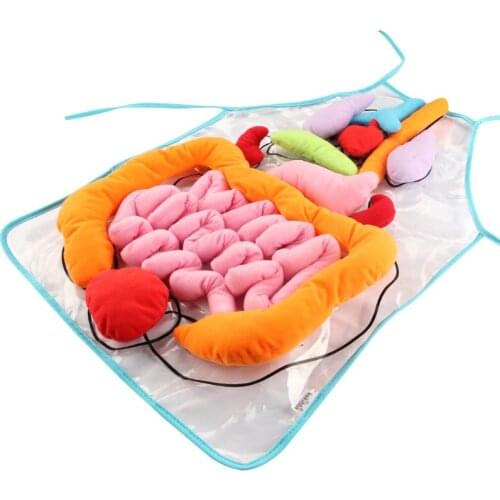 Anatomy Organs Apron Human Body Organs Aware Children Early Educational Insight Toy Preschool Kids Science Teaching Aids
