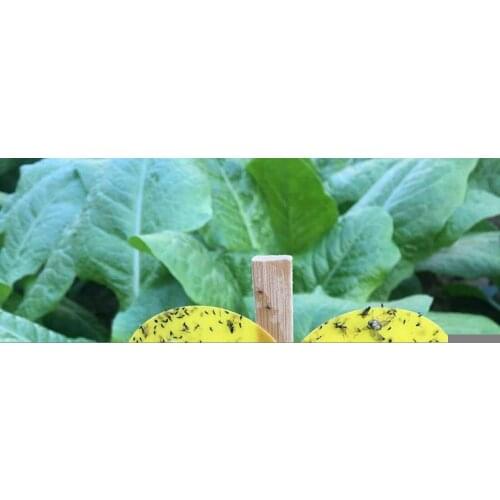 JKDesign Insect Traps