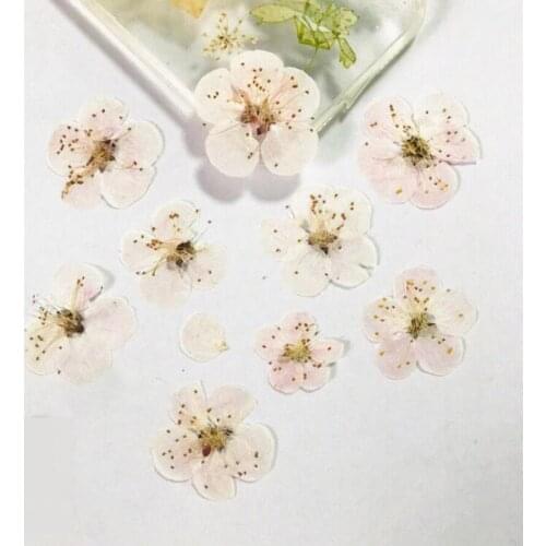 120pcs Pressed Dried Prunus Armeniaca Flowers Plant Herbarium For Jewelry Phone Case Postcard Bookmark DIY Making