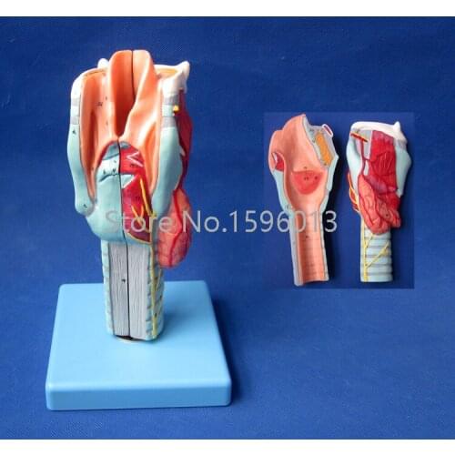 Human Larynx Model, Advanced Anatomical Larynx model