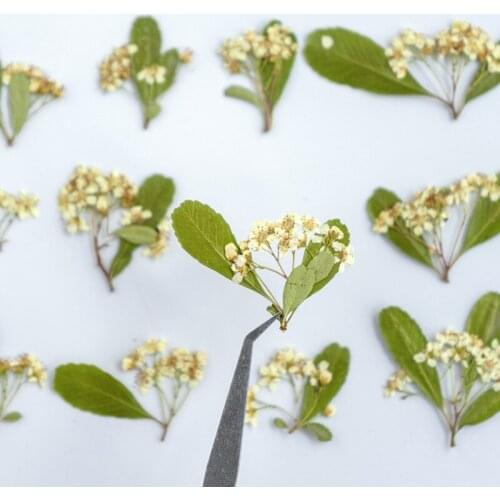120pcs Pressed Dried Flower Pyracantha Fortuneana Stem Herbarium Epoxy Jewelry Bookmark Phone Case Makeup Nail Art Craft DIY