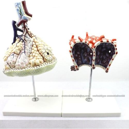 CMAM/12504 Lobular alveoli, Human Respiratory System Medical Teaching Anatomical Model