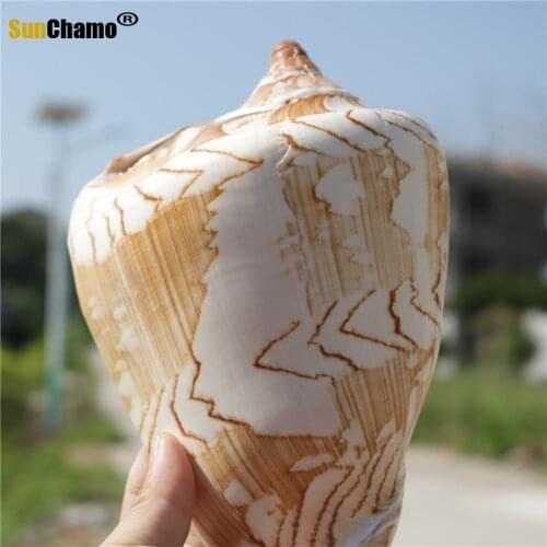 New Natural Shell Scenic Conch Mediterranean Home Decoration Fishbowl Aquarium Micro-landscape Specimen Nautical Seashells