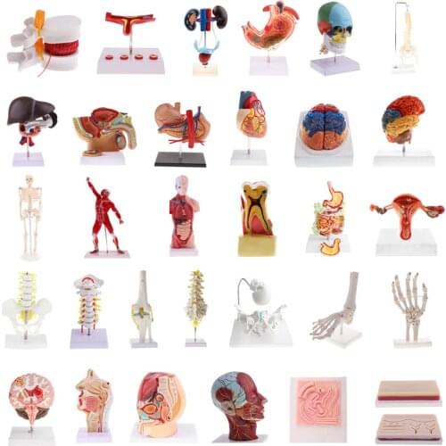 Median Sagittal Section 1:1 Human Female Pelvic & Abdominal Cavity Structure Model Pelvic Muscles Medical Study Lab Supplies