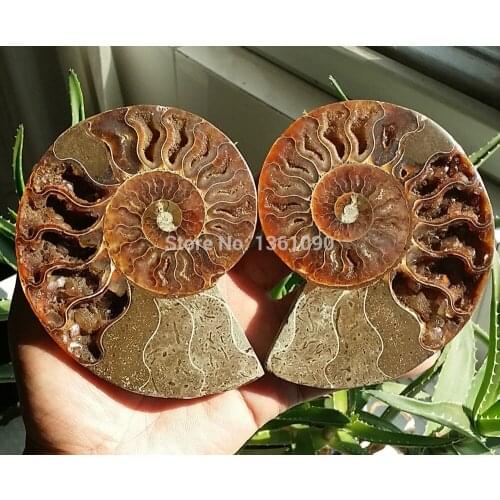 Xd j00290 1 Pair Half Cut Ammonite Shell Jurrassic Fossil Specimen Madagascar