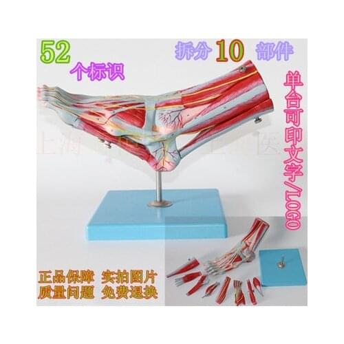 Human The foot muscle with main vascular nerve model Foot joint 20*9cm*33cm