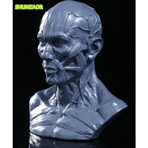 Resin Simulation Muscle Skull human skeleton anatomical model skeleton Skull Head Muscle Bone Artist Drawing teaching tools