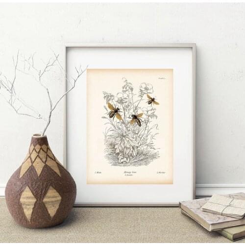 Vintage Insect Bee Poster Prints Natural Education Wall Art Canvas Painting Picture Reproduction Biology Farmhouse Wall Decor