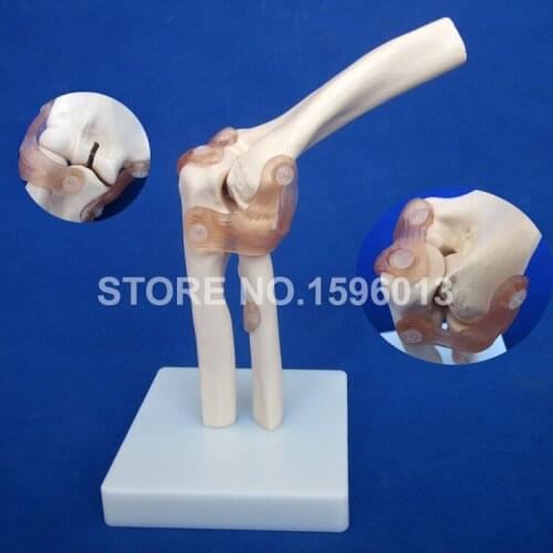 HOT Life-Size Elbow Joint Model,Elbow Bone with Ligament Anatomical Model