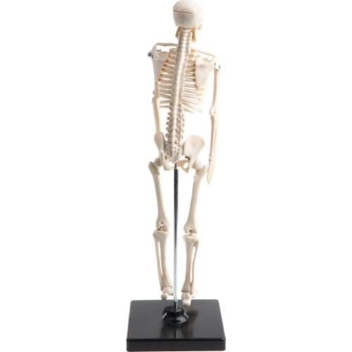 42cm Human Children Body Skeleton Model Kit Medical Learning Supplies