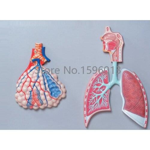 Respiratory system relief model,Respiratory system anatomical model,Alveolar model