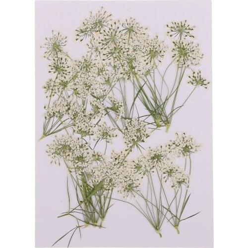 10 Pieces Natural Real Lace Flower Pressed Dried Flowers For DIY Ornament Craft Scrapbooking Jewelry Making Pendants Charms