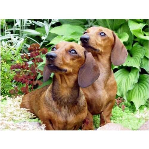 DIY Needleworks Diamond Embroidery Full Square 5D DIY Diamond Painting Professor Dachshund Pet Picture Of Rhinestone decor C645