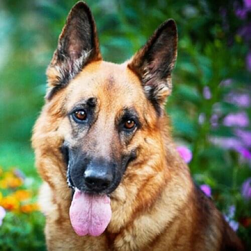 Hot New,Diamond Painting,Cross Stitch,Cartoon,5D,DIY,Diamond Embroidery,3D,Full Round,Moasic,Home Decor,Animals,Flowers,Dogs