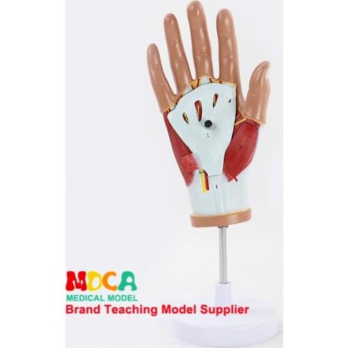 Medical hand painting, muscle hand anatomy model, tendon model palm model hand model medical teaching MJRS001