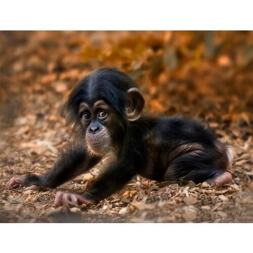 Diamond Embroidery Paintings Rhinestone Pasted Diamond painting Cross Stitch Kit cute Clever Monkey diamond mosaic home Decor