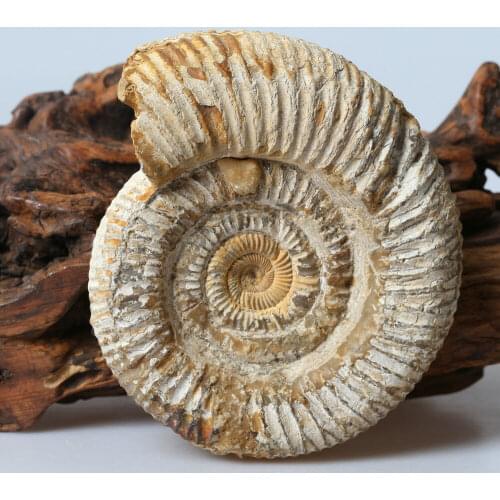 1pc Beautyful Conch Fossil Energy Stone Polished Specimen Home Decor As A Gift
