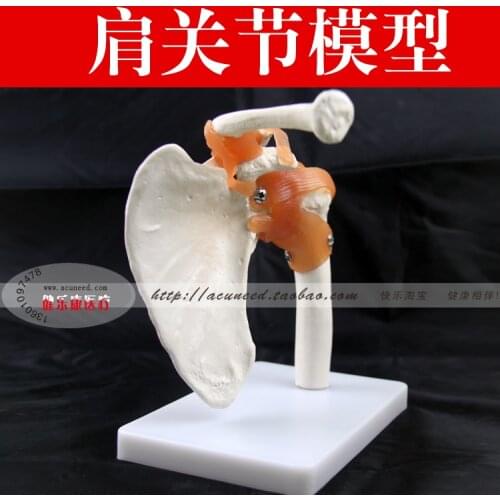 Shoulder joint model human skeleton model joint skeleton model Shoulder Bone Muscle Joint Anatomical Model