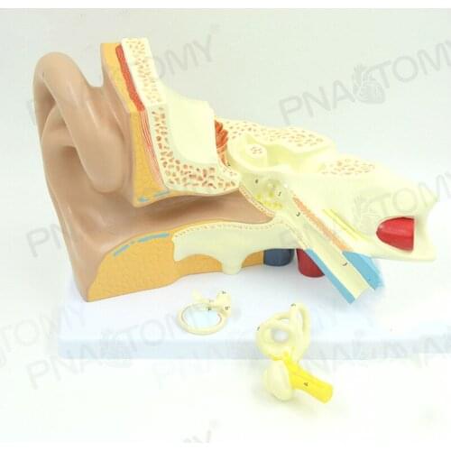 Medical human ear structure Anatomical magnification model Labyrinth of inner ear otolaryngology 5 sense organs auditory system