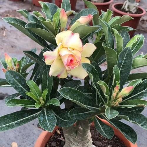 TEST 008 by xlisoft -12