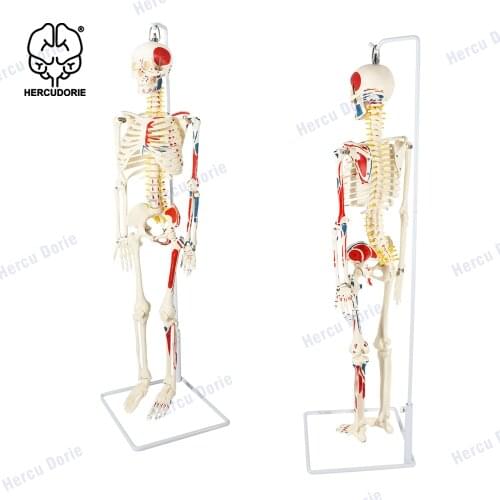 Anatomical laboratory half-life size bone model, 35 inches anatomical bone model, with muscle start and end points and numbers