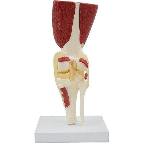 Human Knee Muscle Anatomy Model Medical Science Teaching Resources Dropshipping