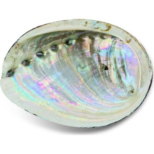 8-13cm Natural Abalone Shell Ocean Nautical Home Decor Soap Dish Holder Aquarium Landscaping Specimen Shells for Jewelry Making