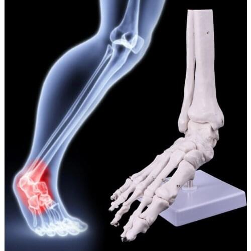 Life size Foot Ankle Joint Anatomical Skeleton Model Display Study Tool 21 x 8 x 25cm