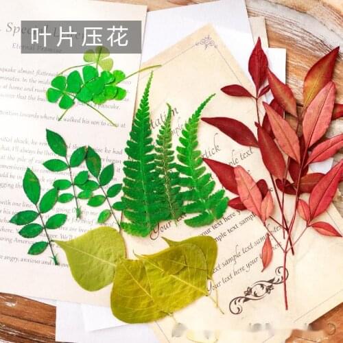 DIY Scented Dry Flower Candle Making Decorative Embossing Leaves Leaves Embossing Clover Eternal Embossing Dried Flowers Plants