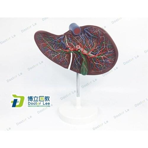 Human Digestive System Anatomy Model Liver Model with Blood Vessels for Medical Supplies and Equipment