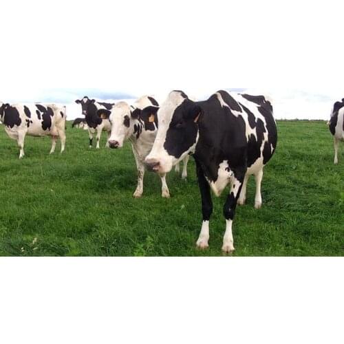 ARMYQZSquare diamonds round diamonds grassland diamond painting animal diamond embroidery needlework diamond mosaic rhinestone h