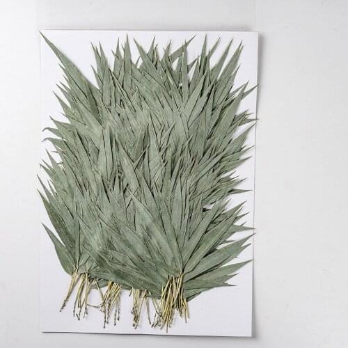 120pcs 6-9cm Pressed Dried Bamboo Leaf Flower Plants Herbarium For Epoxy Resin Jewelry Making Makeup Nail Art Craft DIY