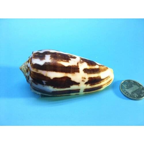 2PCS Aquarium decoration conch Ocean Sea shells Wedding Decor Beach Theme Party, Seashells Home Decorations, Fish Tank