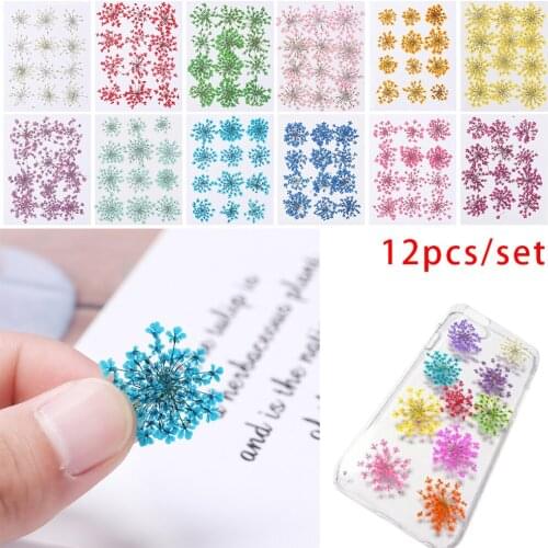 12pcs/set Pressed Dried Ammi Majus Flower True Flower Hand-made Plant For Home Party Decoration Gifts DIY Mobile Phone Shell Mat