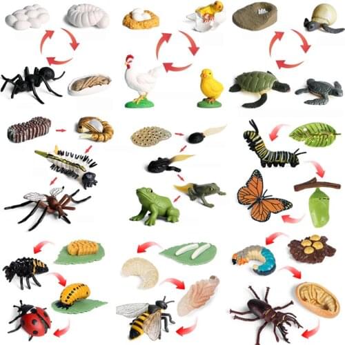 Simulation Wild Animal Model Toy Action Figures Ladybug spider bee Growth period Educational Toy Simulation for Children Figures