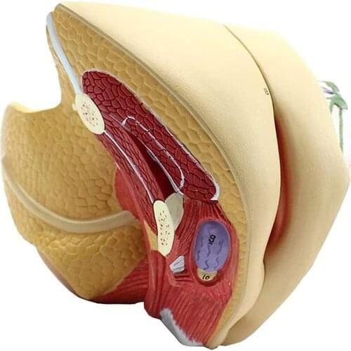 Authentic female internal genital model uterus ovary reproductive structure genital anatomical model