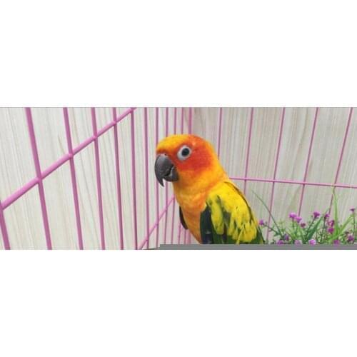 Кормушки для птиц AsyPets China At AliExpress