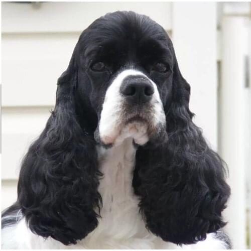 Cocker spaniel,5d diy handmade dog diamond painting cross stitch mosaic pictures diamond embroidery 3d Round drills Home Decor