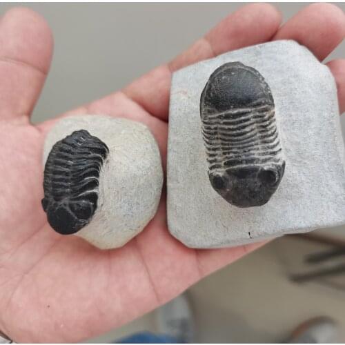 100% natural 3D Trilobites Protolith specimens of cryptocephala Moroccan trilobite digitate fossils
