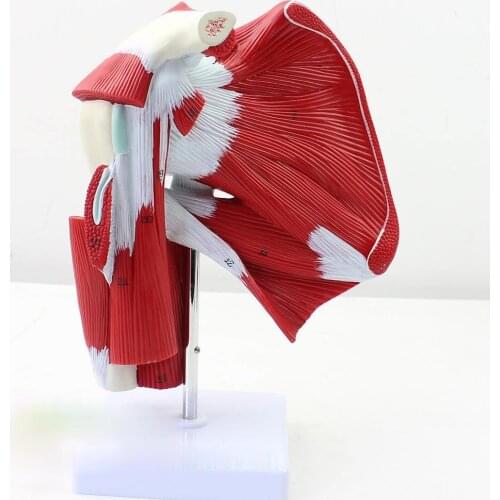 Medical Human Shoulder Joint Muscle Tendon Anatomy Biology Model Surgery Mannequin Body