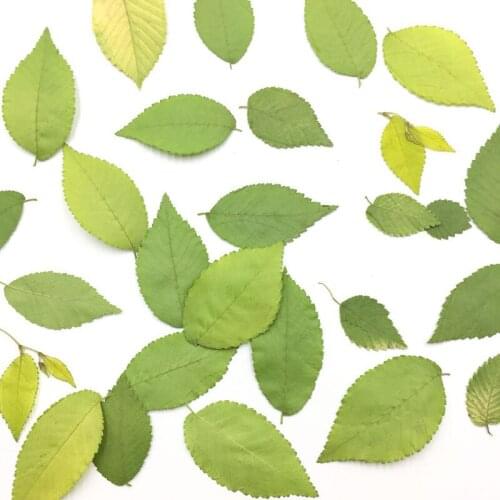 50pcs/3-5cm,Natural Ulmus pumila Leaves,Pressed Fresh Flower DIY Wedding invitation Craft Photo Frame Bookmark Gift card
