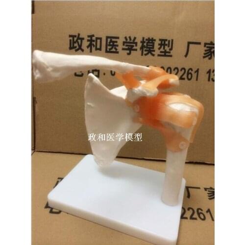 1:1 nature size shoulder joint ligament model shoulder skelteton scapula model