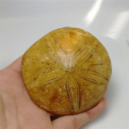Wholesale price 1 pc 80-140g natural animal fossil rare Marine fossil sea star fosill stone starfish fossil specimen