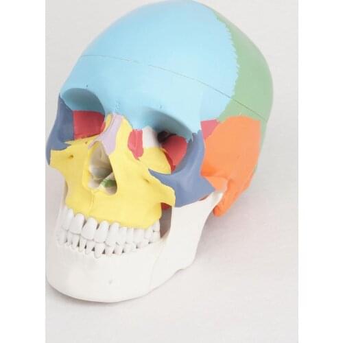 3 Parts Colored Function Human Skull Anatomical Didactic Models Life Size Medical Science