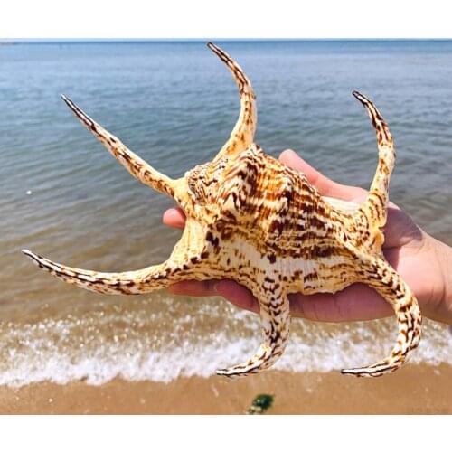 Natural shell conch Hexagonal conch home furnishings Wall decoration Aquarium landscape landscaping