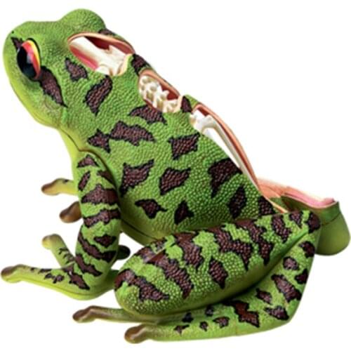 4D Frog Intelligence Assembling Toy Animal Organ Anatomy Model Medical Teaching DIY Popular Science Appliances