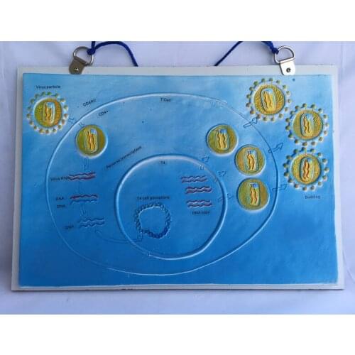 HIV Growth and Reproduction Model School Biology Teaching Model Medical Anatomical Models HIV Cell Anatomy Hanging HIV Model