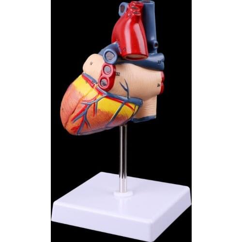 2021 New Disassembled Anatomical Human Heart Model Anatomy Teaching Tool